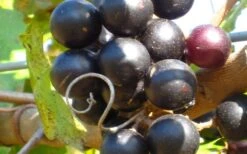 Lane Muscadine Grape Vine (Self Fertile) - 1 Gallon Pot -SHRUBS and BUSHES Shop 10133 lane muscadine