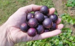 Nesbitt Muscadine Grape Vine - 1 Gallon Pot -SHRUBS and BUSHES Shop 10547 nesbitt muscadine