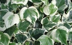 Variegated Algerian Ivy (Hedera Algeriensis 'Gloire De Marengo') - 5 Pack Of Pint Pots -SHRUBS and BUSHES Shop 3554 ravensholst ivy