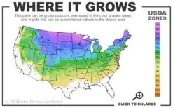 Phantom Hydrangea - 2 Gallon Pot 9 Phantom Hydrangea - 2 Gallon Pot -SHRUBS and BUSHES Shop 3a 8a 18