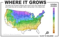 Autumn Brilliance Fern (Dryopteris Erythrosora) - 6 Pack Of 1 Gallon Pots 12 Autumn Brilliance Fern (Dryopteris Erythrosora) - 6 Pack Of 1 Gallon Pots -SHRUBS and BUSHES Shop 3a 8b 19