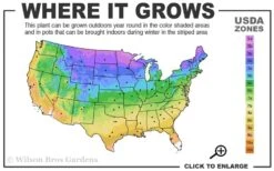 Candy Stripe Creeping Phlox - 5 Pack Of Quart Pots -SHRUBS and BUSHES Shop 3a 9b 9