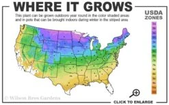 Sourwood Tree (Oxydendrum Arboreum) - 7 Gallon Pot (4-5') 12 Sourwood Tree (Oxydendrum Arboreum) - 7 Gallon Pot (4-5') -SHRUBS and BUSHES Shop 3b 9a