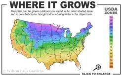 Hetzi Columnar Juniper - 7 Gallon Pot (5-6') -SHRUBS and BUSHES Shop 3b 9b 1