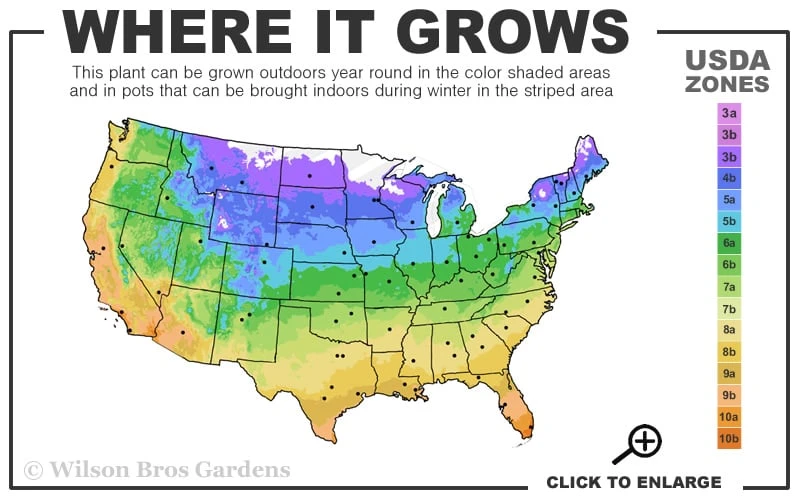 Gillian Blades Clematis - 1 Gallon Pot 5 Gillian Blades Clematis - 1 Gallon Pot - Image 3