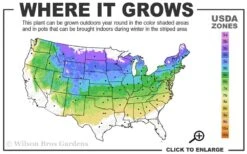 Admiration Barberry - 1 Gallon Pot -SHRUBS and BUSHES Shop 4a 8a 5