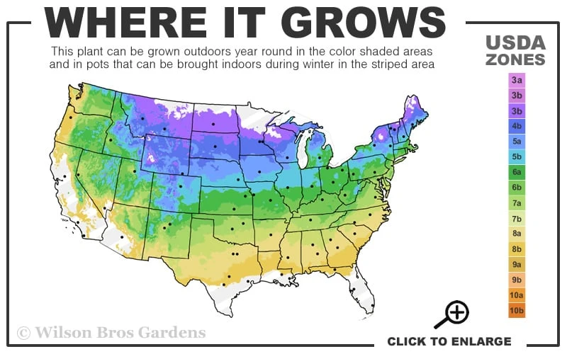 Golden Dwarf Hinoki Cypress (Tree Form Topiary) - Chamaecyparis Obtusa 'Nana Lutea' - 1 Gallon Pot 5 Golden Dwarf Hinoki Cypress (Tree Form Topiary) - Chamaecyparis Obtusa 'Nana Lutea' - 1 Gallon Pot - Image 3
