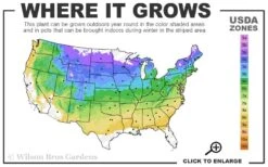 Winecraft Gold Smokebush - 3 Gallon Pot -SHRUBS and BUSHES Shop 4a 8b 49