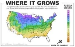 Cardinal Wyszynski Clematis - 1 Gallon Pot -SHRUBS and BUSHES Shop 4a 8b thumbnail