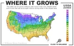 Easy To Please Rose - 3 Gallon Pot -SHRUBS and BUSHES Shop 4a 9b 36