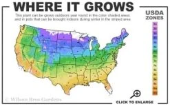 Guiding Promise Clematis - 1 Gallon Pot -SHRUBS and BUSHES Shop 4a 9b thumbnail 1