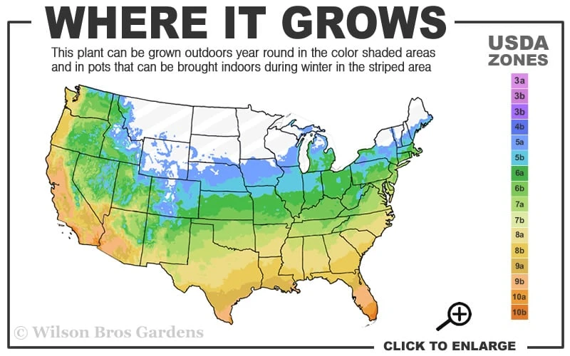 Anne Marie White Variegated Ivy (Hedera Helix) - 5 Pack Of Pint Pots 5 Anne Marie White Variegated Ivy (Hedera Helix) - 5 Pack Of Pint Pots - Image 3