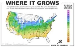 Fireglow Red Leaf Japanese Maple - 5 Gallon Pot (4-4.5') 12 Fireglow Red Leaf Japanese Maple - 5 Gallon Pot (4-4.5') -SHRUBS and BUSHES Shop 5a 8b 20