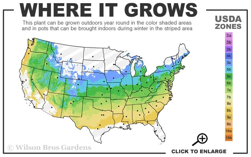 White Kousa Chinese Dogwood - Cornus Kousa - 2 Gallon Pot 5 White Kousa Chinese Dogwood - Cornus Kousa - 2 Gallon Pot - Image 3