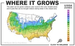 Ribbon Leaf Japanese Maple (Acer Palmatum 'Atrolineare') - 3 Gallon Pot 13 Ribbon Leaf Japanese Maple (Acer Palmatum 'Atrolineare') - 3 Gallon Pot -SHRUBS and BUSHES Shop 5a 9A 26