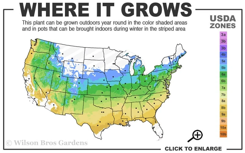 Hana Tsukasa Japanese Maple - 3 Gallon Pot (2-3') 5 Hana Tsukasa Japanese Maple - 3 Gallon Pot (2-3') - Image 3