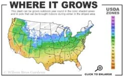 Willow Oak Tree (Quercus Phellos) - 1 Gallon Pot -SHRUBS and BUSHES Shop 5a 9b 22