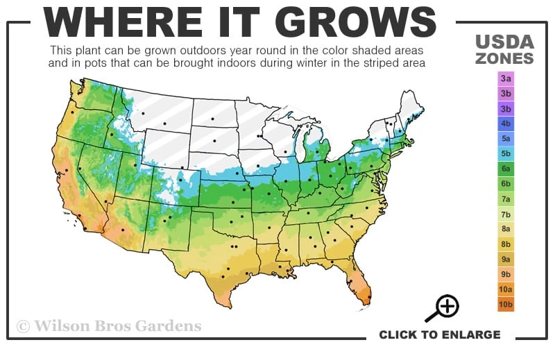Big Blue Lilyturf - Liriope Muscari - 18 Count Flat Of Pint Pots 5 Big Blue Lilyturf - Liriope Muscari - 18 Count Flat Of Pint Pots - Image 3