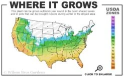 Royal Purple Liriope - Lilyturf - 3 Pack Of Pint Pots 10 Royal Purple Liriope - Lilyturf - 3 Pack Of Pint Pots -SHRUBS and BUSHES Shop 5b 11 15