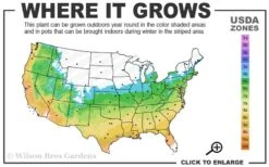 Graham Blandy Columnar Boxwood - 1 Gallon Pot -SHRUBS and BUSHES Shop 5b 9b 6