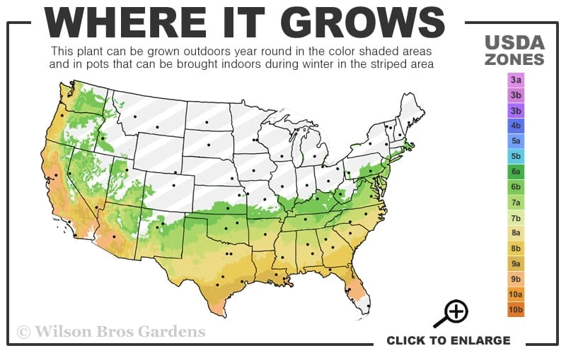Astronaut Azalea - 3 Gallon Pot 5 Astronaut Azalea - 3 Gallon Pot - Image 3