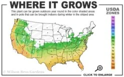 Summer Snow Gardenia - 3 Gallon Pot -SHRUBS and BUSHES Shop 6a 10a