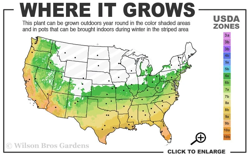 Winter's Snowman Camellia Hybrid - 7 Gallon Pot (3-4') 5 Winter's Snowman Camellia Hybrid - 7 Gallon Pot (3-4') - Image 3