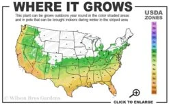 Snow Flurry Hardy Gardenia - 3 Gallon Pot -SHRUBS and BUSHES Shop 6a 10a 5