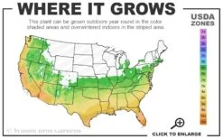 Pink Muhly Grass - Cotton Candy Grass - 1 Gallon Pot -SHRUBS and BUSHES Shop 6a 10b 9