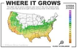 Russian 26 Cold Hardy Pomegranate - 3 Gallon Pot 10 Russian 26 Cold Hardy Pomegranate - 3 Gallon Pot -SHRUBS and BUSHES Shop 6a 11 11