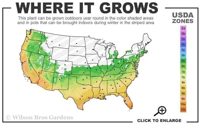 Don Juan Climbing Rose - 3 Gallon Pot 5 Don Juan Climbing Rose - 3 Gallon Pot - Image 3