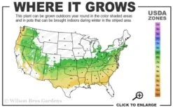 Schip Laurel (Prunus Laurocersasus 'Schipkaensis') - 6 Pack Of 1 Gallon Pots 10 Schip Laurel (Prunus Laurocersasus 'Schipkaensis') - 6 Pack Of 1 Gallon Pots -SHRUBS and BUSHES Shop 6a 8b 2