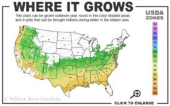 Taylor Pink Japanese Maple - 3 Gallon Pot 9 Taylor Pink Japanese Maple - 3 Gallon Pot -SHRUBS and BUSHES Shop 6a 9a 1