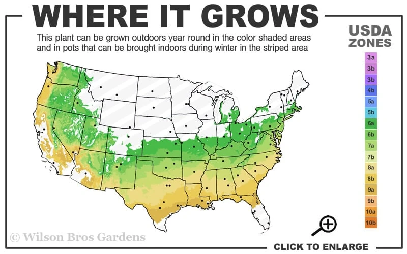 Gwenda Azalea (Robin Hill Hybrid) - 6 Pack Of 1 Gallon Pots 5 Gwenda Azalea (Robin Hill Hybrid) - 6 Pack Of 1 Gallon Pots - Image 3