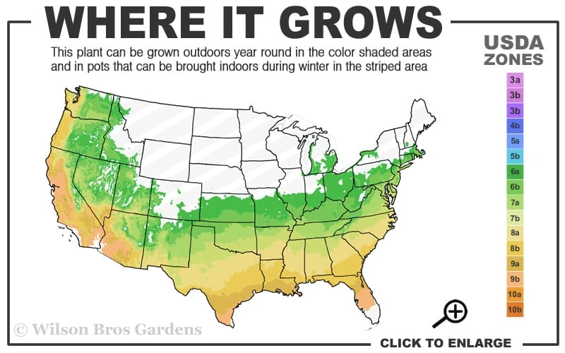 Orange Marmalade Native Azalea - 1 Gallon Pot 5 Orange Marmalade Native Azalea - 1 Gallon Pot - Image 3