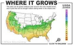Twombly's Red Sentinel Japanese Maple - 5 Gallon Pot (4-5') -SHRUBS and BUSHES Shop 6a 9b 37