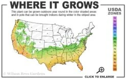 Angus Cold Hardy Eucalyptus Tree (Eucalyptus Nicholii) - 1 Gallon Pot 12 Angus Cold Hardy Eucalyptus Tree (Eucalyptus Nicholii) - 1 Gallon Pot -SHRUBS and BUSHES Shop 6b 10b 4