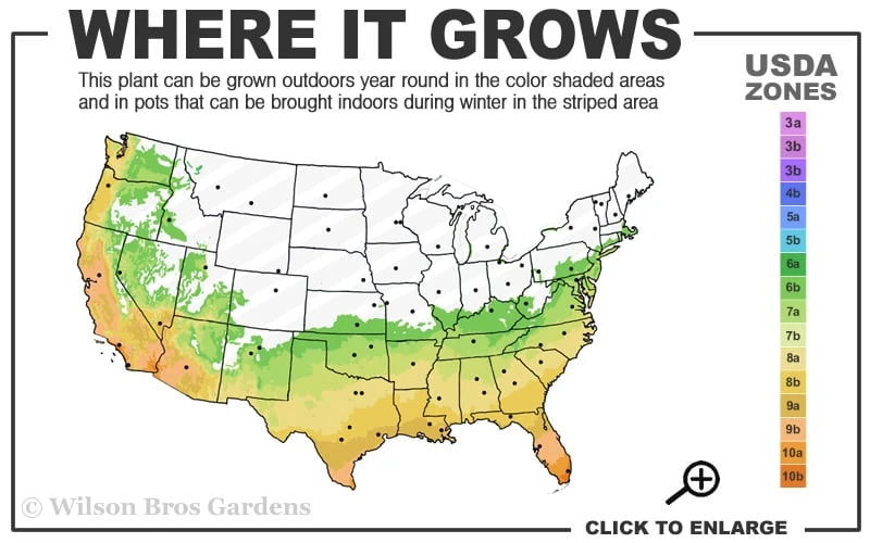 Angus Cold Hardy Eucalyptus Tree (Eucalyptus Nicholii) - 1 Gallon Pot 5 Angus Cold Hardy Eucalyptus Tree (Eucalyptus Nicholii) - 1 Gallon Pot - Image 3