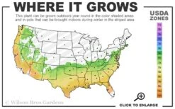 Brightwell Rabbiteye Blueberry - 1 Gallon Pot -SHRUBS and BUSHES Shop 6b 9b 15