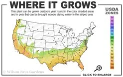 Deodar Cedar Tree - 6 Pack Of 1 Gallon Pots 12 Deodar Cedar Tree - 6 Pack Of 1 Gallon Pots -SHRUBS and BUSHES Shop 7a 10a