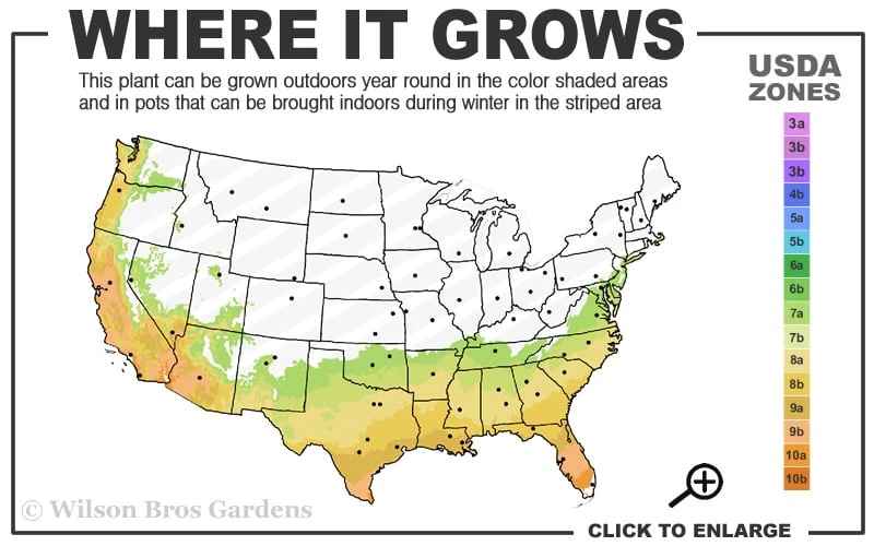 Deodar Cedar Tree - 6 Pack Of 1 Gallon Pots 5 Deodar Cedar Tree - 6 Pack Of 1 Gallon Pots - Image 3