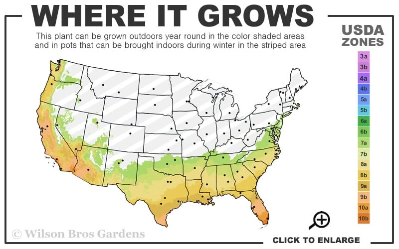 Jubilation Gardenia - 2 Gallon Pot 5 Jubilation Gardenia - 2 Gallon Pot - Image 3