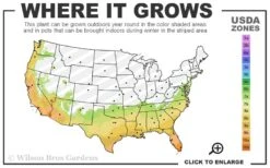 Texas Everbearing Fig Tree - 3 Gallon Pot 12 Texas Everbearing Fig Tree - 3 Gallon Pot -SHRUBS and BUSHES Shop 7a 10b 53