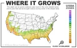 Snow N Summer Asiatic Jasmine - 1 Gallon Pot 10 Snow N Summer Asiatic Jasmine - 1 Gallon Pot -SHRUBS and BUSHES Shop 7a 9b 26