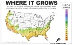 Scarlet Bells' Hong Kong Rose (Rhodoleia Henryi) - 3 Gallon Pot -SHRUBS and BUSHES Shop 7a 9b thumbnail