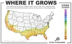 Mardi Gras Southern Indica Azalea - 3 Gallon Pot -SHRUBS and BUSHES Shop 7b 10b 20