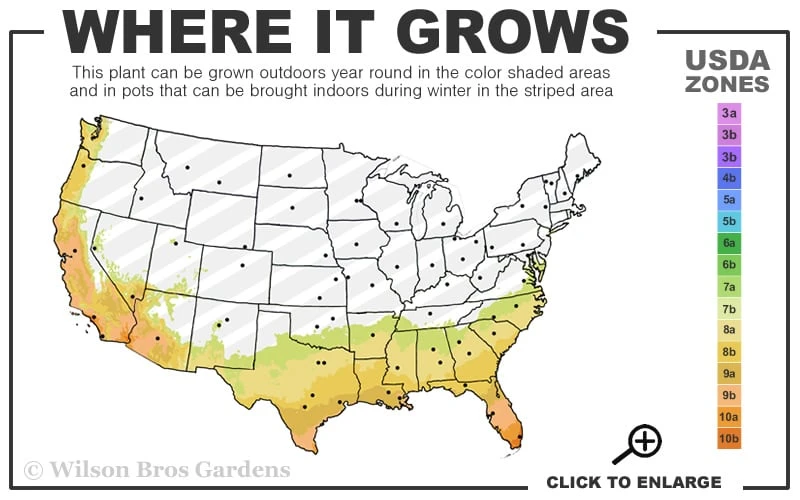George L. Taber Southern Indica Azalea - 3 Gallon Pot 5 George L. Taber Southern Indica Azalea - 3 Gallon Pot - Image 3