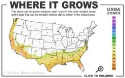 Baldwin Rabbiteye Blueberry - 1 Gallon Pot -SHRUBS and BUSHES Shop 7b 9b 1