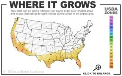 Trailing White Lantana - 5 Pack Of Pint Pots -SHRUBS and BUSHES Shop 8a 11 13