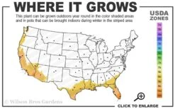 Summit Muscadine - 1 Gallon Pot -SHRUBS and BUSHES Shop 8b 11